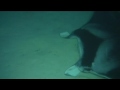 Dancing Manta Rays