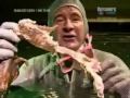 piranhas   piranha adventure   fish piraya cariba attack