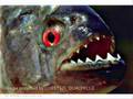Piranhas - Piranha adventure - Fish Piraya, Cariba Attack