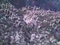 Aerial Video Massai Point Chiricahua