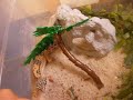 Feeding + Update on rats