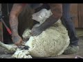 New Zealand Safaris Adventures Farm Tours New Zealand Safaris Adventures Farm Tours