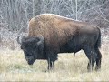 My Travels: Wild Alaska