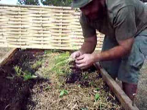 how to plant fennel