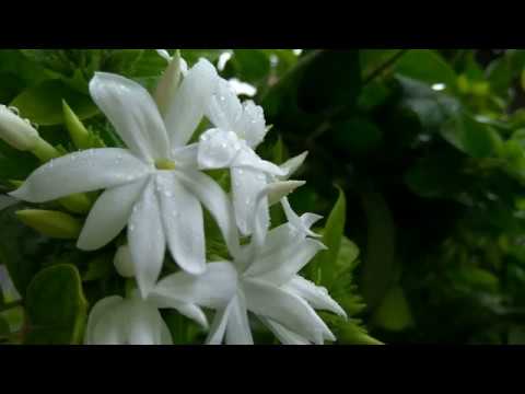 Weekend Trip to Lingadahalli.mp4