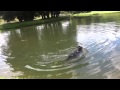 Perrita en campus norte UC Temuco