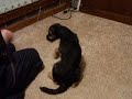Clover 15 Weeks - Roll Over Trick