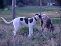 Want More & Pups: Under the Moon Want More & Pups: Under the Moon