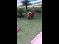 PROCURA-SE CADELA ...