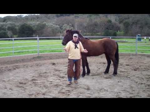 how to properly lunge a horse