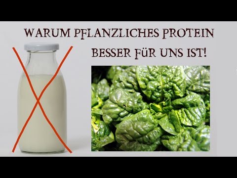 Pflanzliches Protein oder Tierisches Eiweiß?