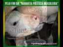 Mamata - Beto Pheio e a Escória - o Brasil de sempre Mamata - Beto Pheio e a Escória - o Brasil de sempre