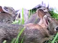 Bunny Walks Around