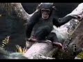 Mono que cae se huele el dedo y se cae del árbol Mono que cae se huele el dedo y se cae del árbol