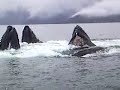 Humpbacks - Alaska Kingfisher Lodge, Craig, Alaska.