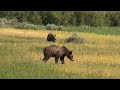 Coyotes & grizzlies