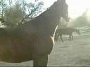 retraining ex race horse GELANOR PART 3 retraining ex race horse GELANOR PART 3