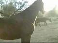 retraining ex race horse GELANOR PART 3