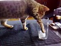 Zico the bengal kitten 16 - Icecube-fall
