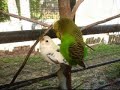 Parakeet Gang Bang