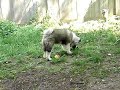 Fuzzy Pup Yoshi Akita Antics