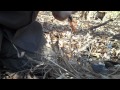 Starting Fire with Steel Wool and Ferro Rod
