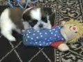 Click here to watch this video Moxie, Addy, Abe, Pippa, Kate, & William