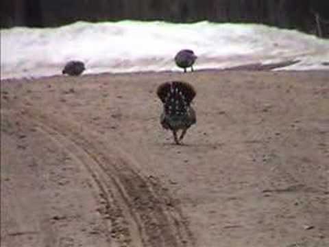 Spruce Grouse - Vilas County 3/24/07