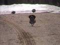 Spruce Grouse - Vilas County 3/24/07