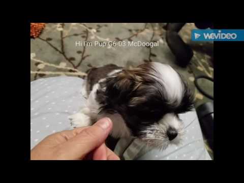 G6-03 McDoogal Male Lhasa Pup