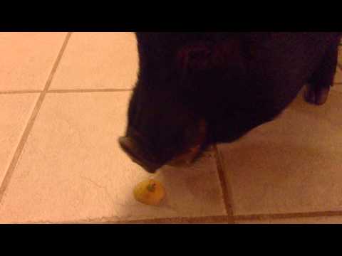 how to eat a lemon