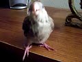Hungry Unweaned Cockatiel
