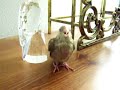 Hungry Unweaned Cockatiel