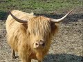 Avez-vous déjà vu des vaches avec des cheveux?