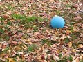 Fall
