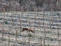 Ridgeback tracking