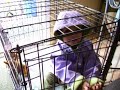Baby in Cage