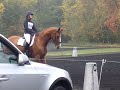 dressage de CCE Loyale am1 La Courneuve octobre 2008
