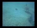in only thirteen feet of water i discovered the illusive 