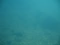 Spiney Softshell Spiney Softshell