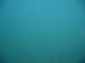 Spiney Softshell