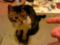 chat mort