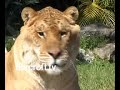 Liger: Half Lion Half Tiger Video