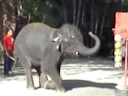 elephant-basketball