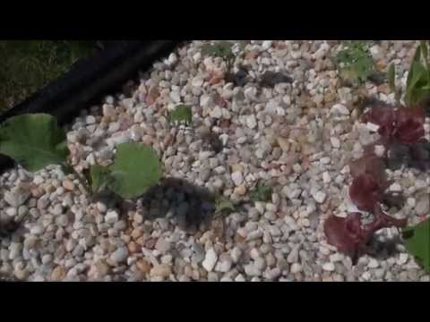 how to fertilize rutabaga