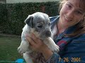 New Hope Cattle Dogs Tribute