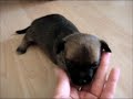 edelmischung Jackchi Welpen (Jack Russel x Chihuahua)