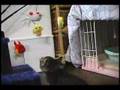 0026・ライフボート東京の子猫たち3(犬猫ペット)