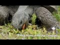 Gopher-tortoises-for