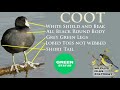 Wildlife Files Coot